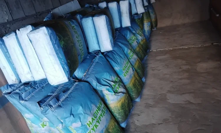 Насіння кукурузи Оржиця 2025 года - фото № 1