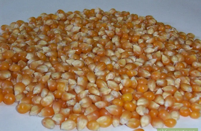 Кукуруза для попкорна Батерфляй з Аргентини - фото № 1