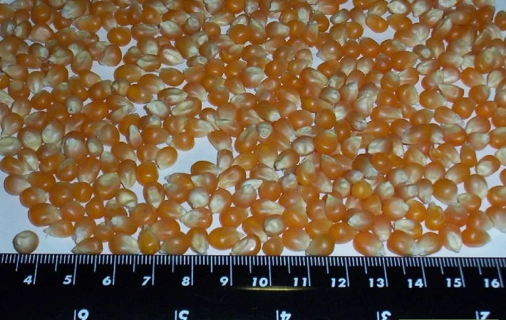 Кукуруза для попкорна Батерфляй з Аргентини - фото № 2