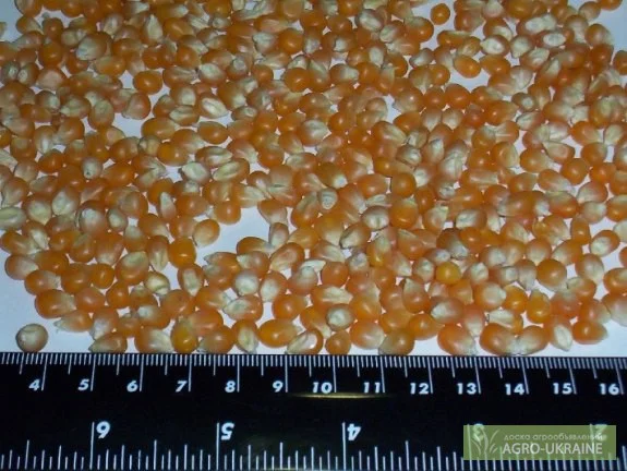 Кукуруза для попкорна Батерфляй з Аргентини - фото № 3