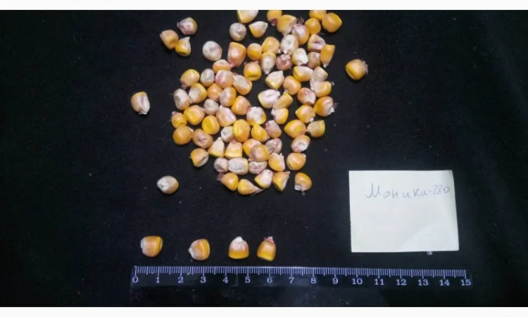 Насіння кукурудзи від виробника в Дніпропетровській області - фото № 1