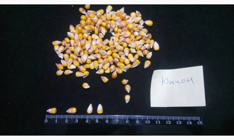 Насіння кукурудзи від виробника в Дніпропетровській області - фото № 2