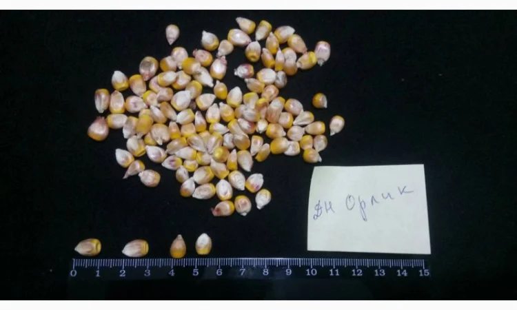 Насіння кукурудзи від виробника в Дніпропетровській області - фото № 3