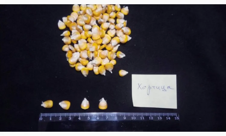 Насіння кукурудзи від виробника в Дніпропетровській області - фото № 4