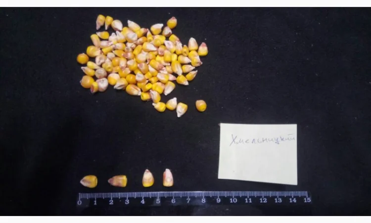 Насіння кукурудзи від виробника в Дніпропетровській області - фото № 5