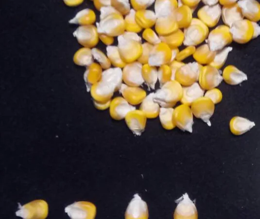 Насіння кукурудзи від виробника в Дніпропетровській області - фото № 6