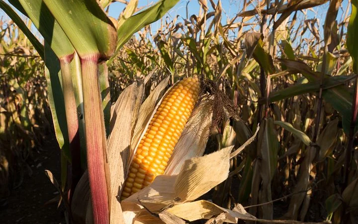 Канадське насіння гібрида кукурудзи Coburg Bt 236 ФАО 290 - фото № 2