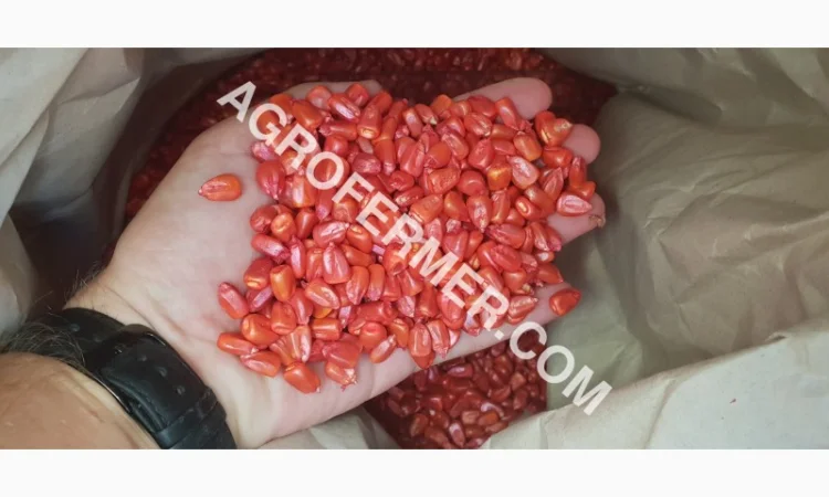 Продажа семян кукурузы CORBIN FS - 899 - фото № 2