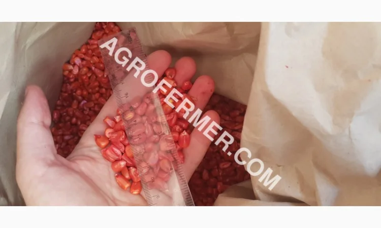 Продажа семян кукурузы CORBIN FS - 899 - фото № 3