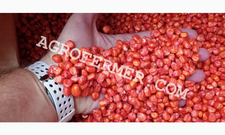 Семена кукурузы Catalina ФАО 260 - канадский трансгенный гибрид - фото № 1