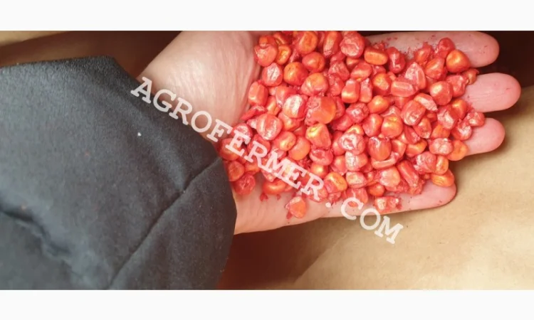 Насіння кукурудзи POINT ФАО 330 - трансгенний гібрид - фото № 1