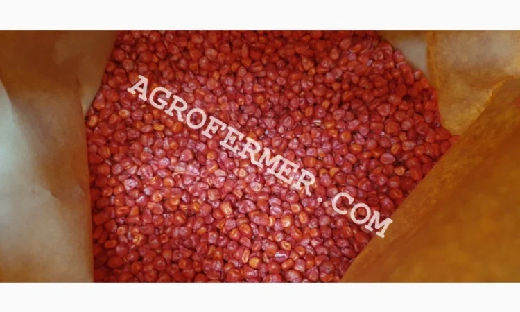 Семена кукурузы WEST ФАО 180 трансгенный гибрид - фото № 1