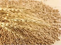 Закуповую зерновідходи, некондиційне зерно - фото № 1