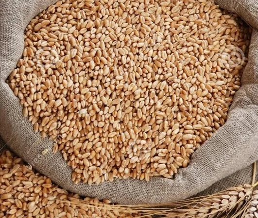 Закупаем некондиционное зерно и отходы - фото № 1