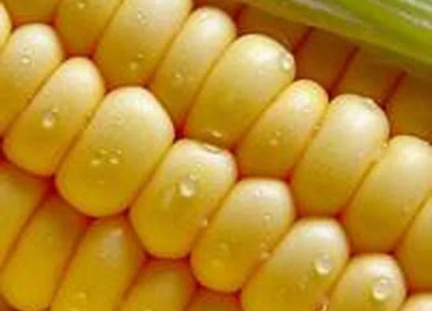 Купуємо кукурузу на вигідних умовах - фото № 1