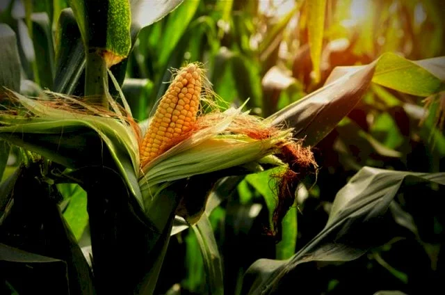 Покупаем кукурузу оптом - фото № 1