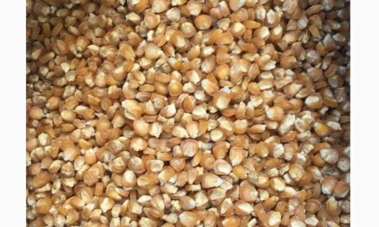 Насіння цукрової кукурудзи сорту Брусниця - фото № 1