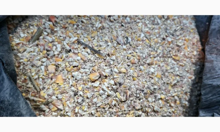 Куплю зерновідходи з кукурудзи - фото № 1