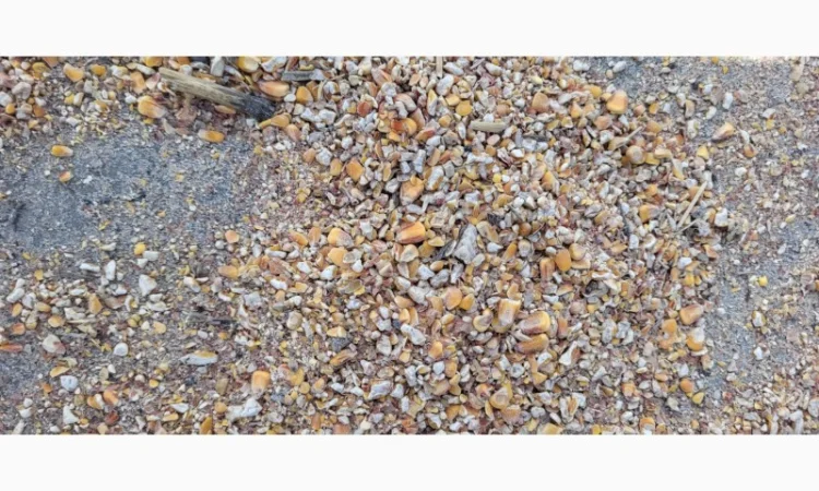 Куплю зерновідходи з кукурудзи - фото № 2