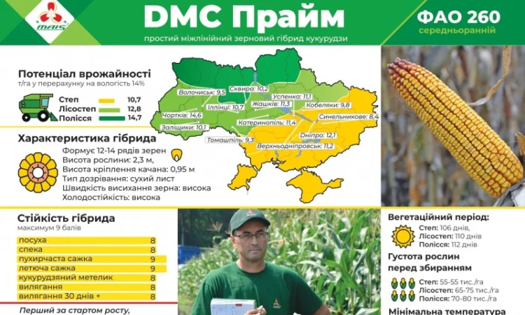 Продаж насіння кукурудзи Хотин - фото № 2