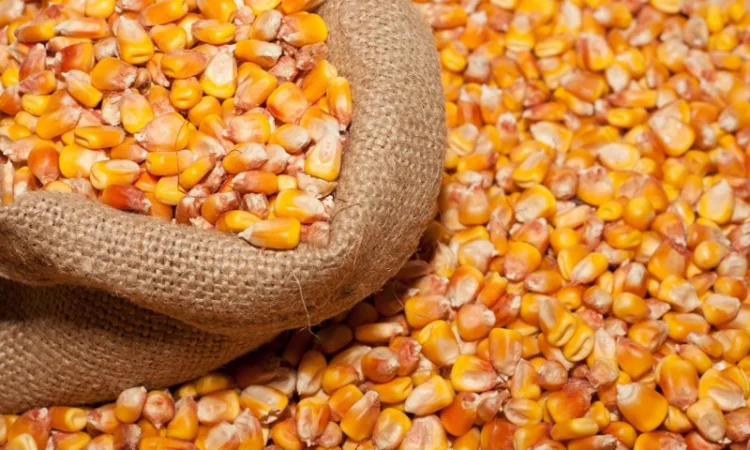 Закупка кукурузы в Полтаве - фото № 4