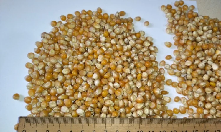 Кукурудза для попкорну оптом - фото № 1