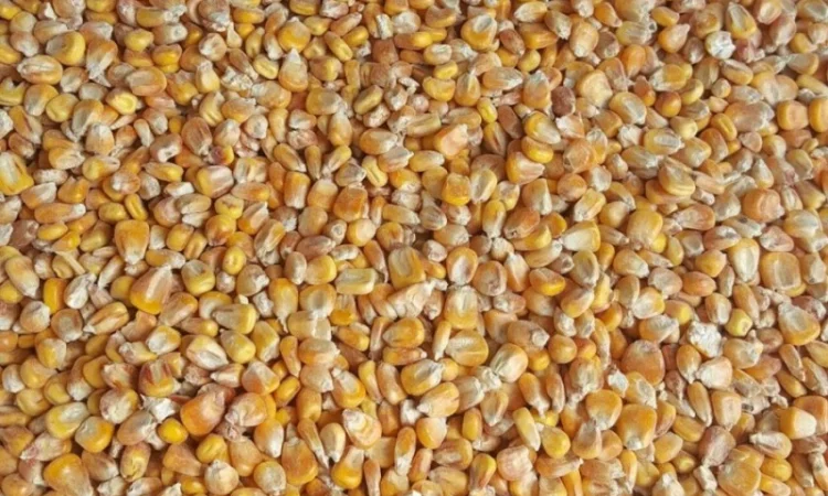 Покупка кукурузы не базовой качества - фото № 1