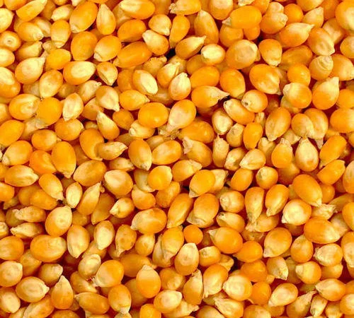 Закупівля кукурудзи - фото № 1