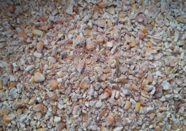 Закупівля відходів кукурудзи та некондиції - фото № 1