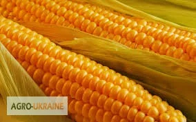 Купуємо кукурудзу у Вінниці - фото № 1