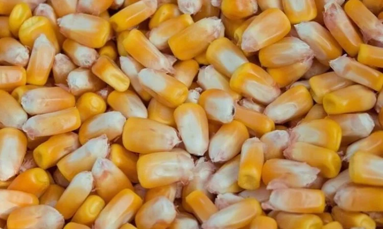 Купуемо Кукурузу любий обьем, форма оплати договiрна - фото № 1