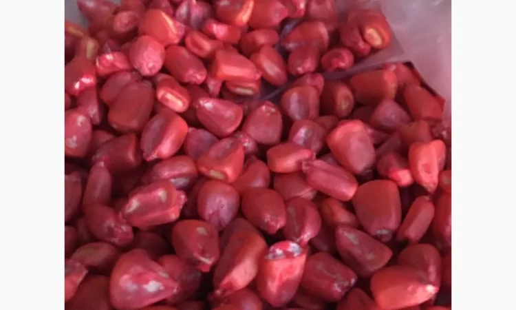 Кукурудза Монсанто на продаж - фото № 5