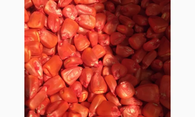 Кукурудза Монсанто на продаж - фото № 7