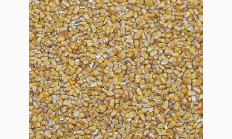 Кукурудза фуражна в купівлі - фото № 1