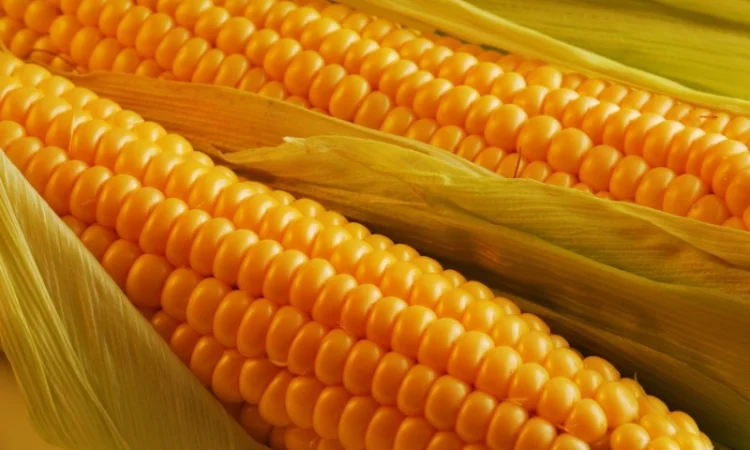 Продаж кукурудзи Амарок 290 - фото № 1