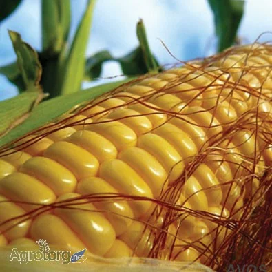 Продаж кукурудзи Гран 220 ФАО 210 Трилінійнийгібрид - фото № 1
