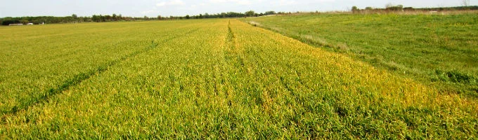 Продаж Насіння кукурудзи Гран 310 ФАО 250 - фото № 1