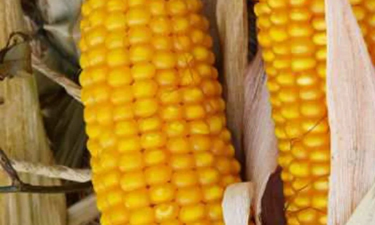 Насіння кукурудзи Тесла для продажу - фото № 1