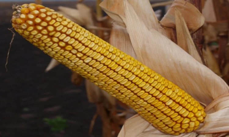 Насіння кукурудзи Гран 1 - середньостиглий гібрид - фото № 1