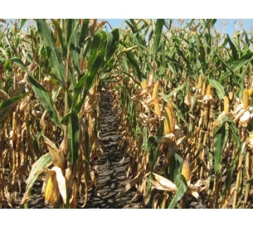 Семена кукурузи ДБ Хотин на продаж - фото № 1