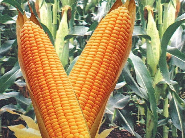 Семена кукурузи ДН Аджамка на продажу - фото № 1