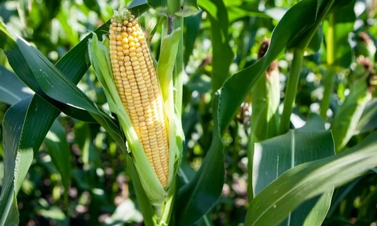 Семена кукурузы ДН Зоряна, опт - фото № 1