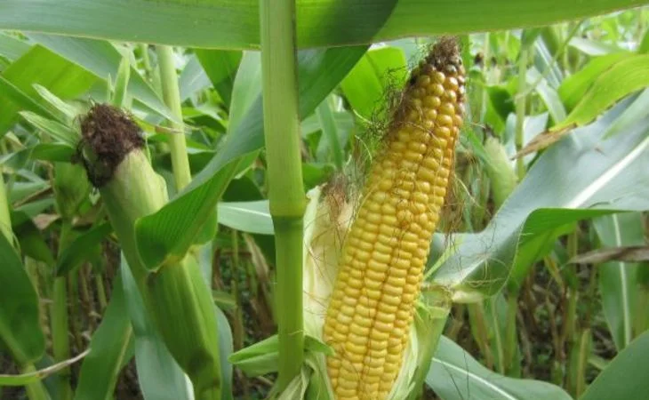 Насіння кукурудзи ДН Елмор, ФАО 240, урожай 2020 - фото № 1