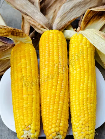 Семена кукурузы ДН София для продажи - фото № 1