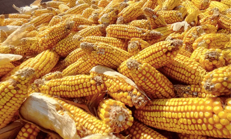 Насіння кукурудзи Сидні (ФАО 350) на продаж - фото № 1