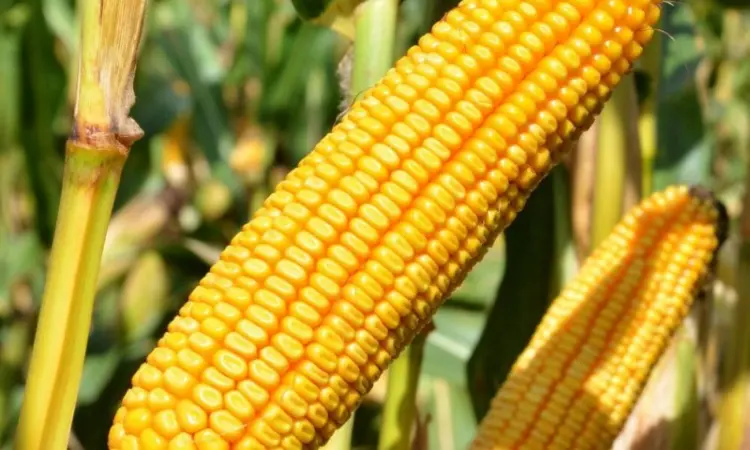 Кукурудза гібриди 'Леванте' ФАО 280 та 'Остро' ФАО 290, Mirasol Seed (Іспанія) - фото № 1