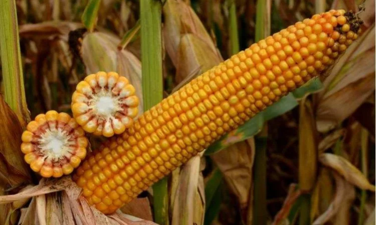 Кукурудза вакула (фао 250) / високоврожайний гібрид кукурудзи - фото № 1