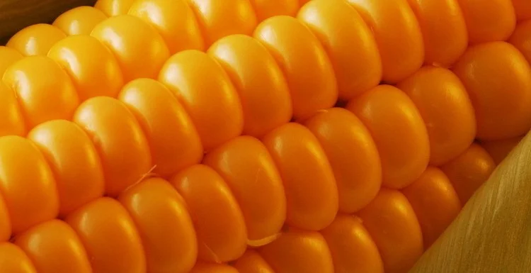 Куплю кремнистую кукурузу - фото № 1