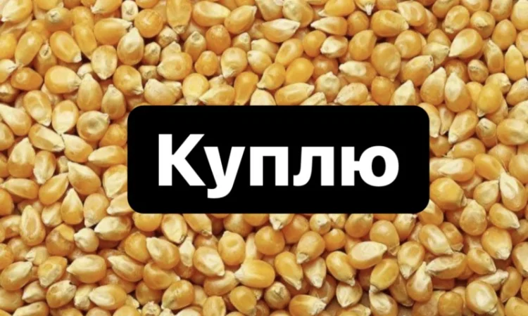 Купуємо кукурудзу оптом - фото № 1