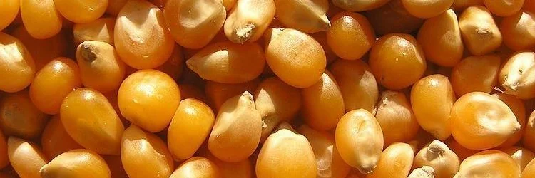 Покупка кукурудзи з місця - фото № 1